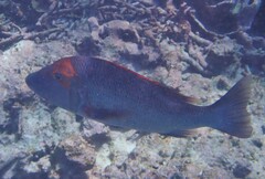 Lethrinus miniatus
