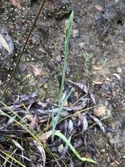Calochilus robertsonii