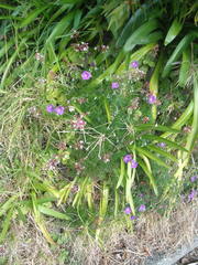 Geranium incanum