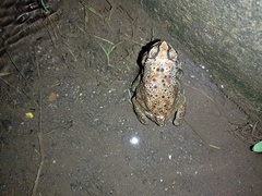 Duttaphrynus melanostictus