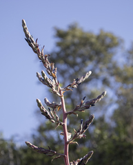 Puya coerulea