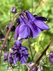 Aquilegia vulgaris