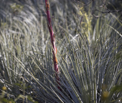 Puya coerulea