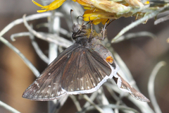 Erynnis funeralis