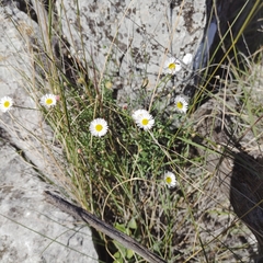 Erigeron modestus
