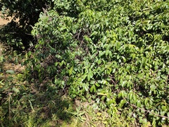 Cryptostegia grandiflora