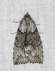 Calathusa basicunea