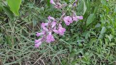 Fridericia