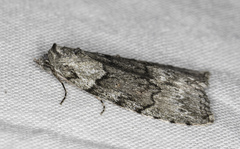 Calathusa basicunea
