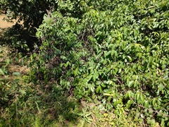 Cryptostegia grandiflora