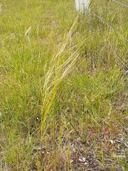 Austrostipa