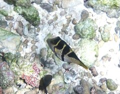 Canthigaster valentini