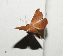 Sarisa muriferata