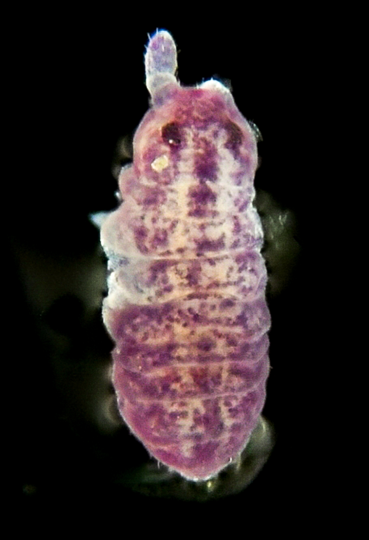 Brachystomella parvula (Schäffer, 1896)