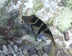 Canthigaster valentini