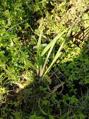 Echinochloa colona