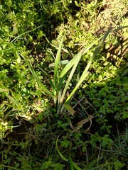 Echinochloa colona