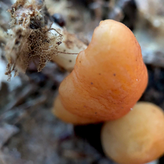 Marasmius strictipes