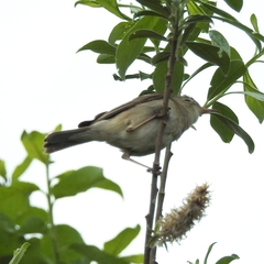 Phylloscopus trochilus