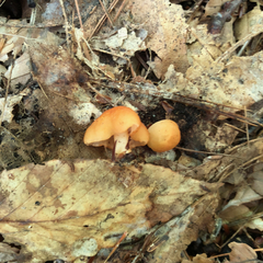 Marasmius strictipes