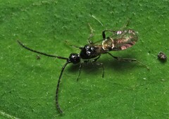 Diapriinae