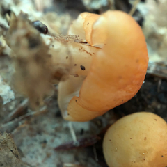 Marasmius strictipes