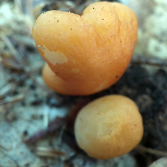 Marasmius strictipes