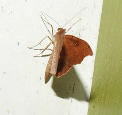 Sarisa muriferata