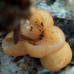 Marasmius strictipes