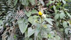 Gossypium barbadense