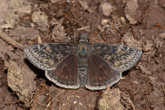 Erynnis afranius