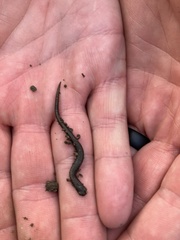 Batrachoseps attenuatus