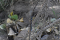 Archilestes