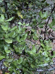 Garrya elliptica