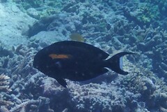 Acanthurus olivaceus