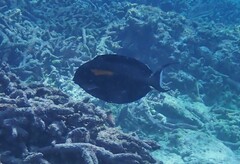 Acanthurus olivaceus