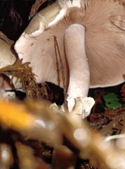 Agaricus hondensis