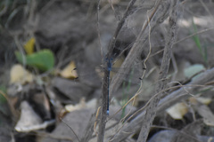 Archilestes