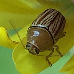 Cryptocephalus brunneovittatus