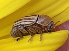 Cryptocephalus brunneovittatus