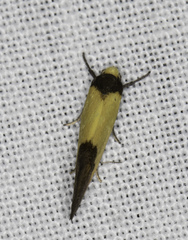 Merocroca automima