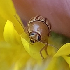Cryptocephalus brunneovittatus