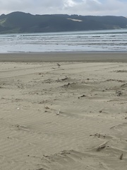 Charadrius obscurus aquilonius