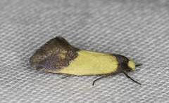 Merocroca automima