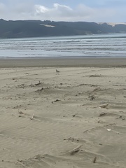 Charadrius obscurus aquilonius