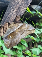 Eryphanis automedon