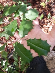 Ilex opaca