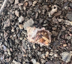 Coenobita compressus