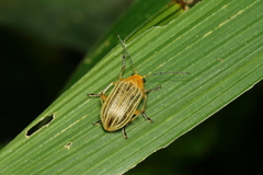 Metaxyonycha granulata