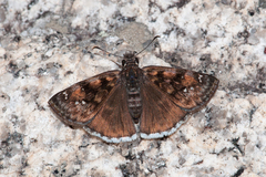 Erynnis pacuvius pacuvius